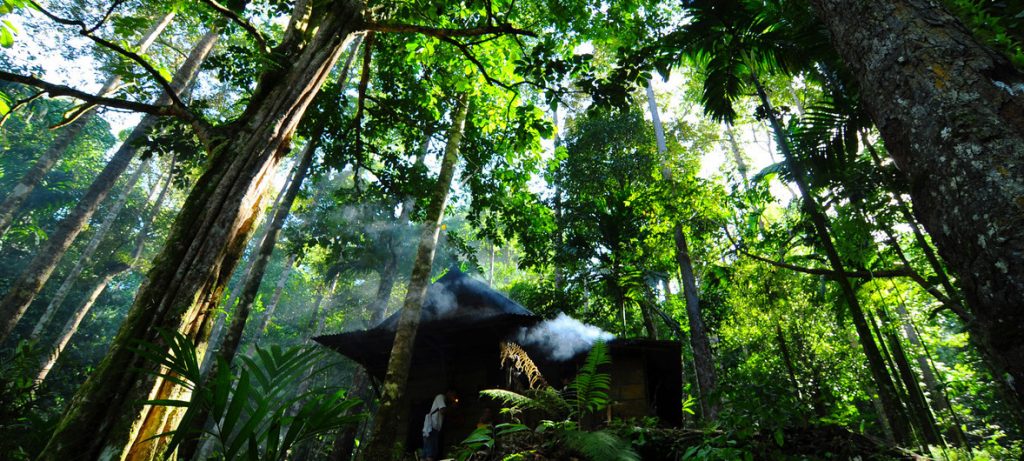 Indonesia Pahmung krui Damar Forest by Eka Fendiaspara. One of the winners of the International Pahmung krui Damar Forest by Eka Fendiaspara. One of the winners of the International Forest Photograph Contest.