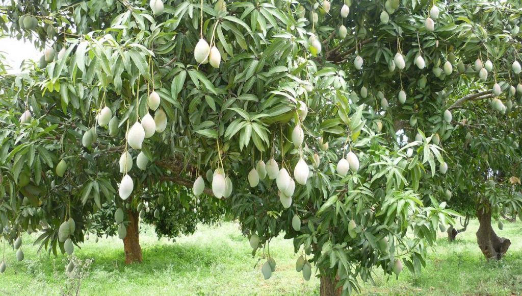 Mangoes at a garden in Rajshahi, Bangladesh. File photo